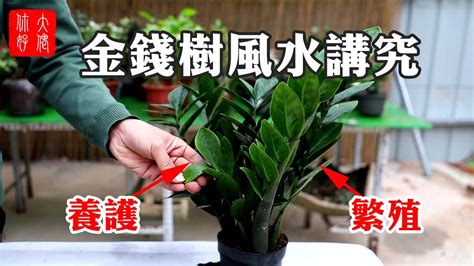 泥種植物|【風水小百科】泥種植物擺放教學：桔樹、金錢樹、玉麒麟的最佳。